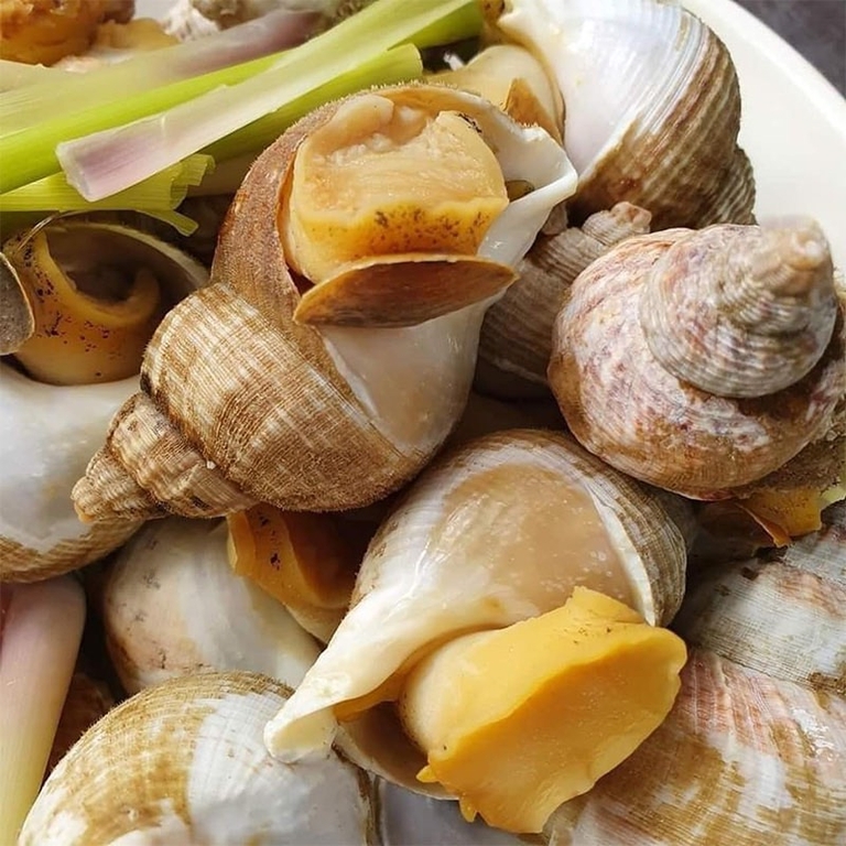 Ốc Bulot là một loại hải sản giàu giá trị dinh dưỡng