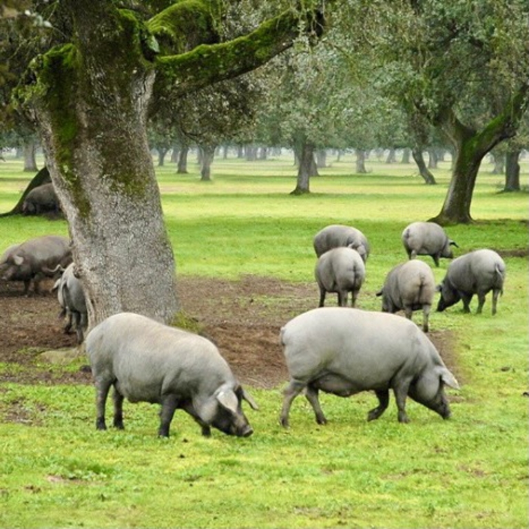 Heo Iberico được chăn thả trong những nông trại rộng lớn