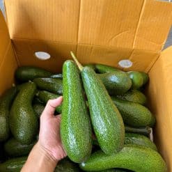 Bơ 034 Lâm Đồng