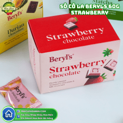 Socola Beryl