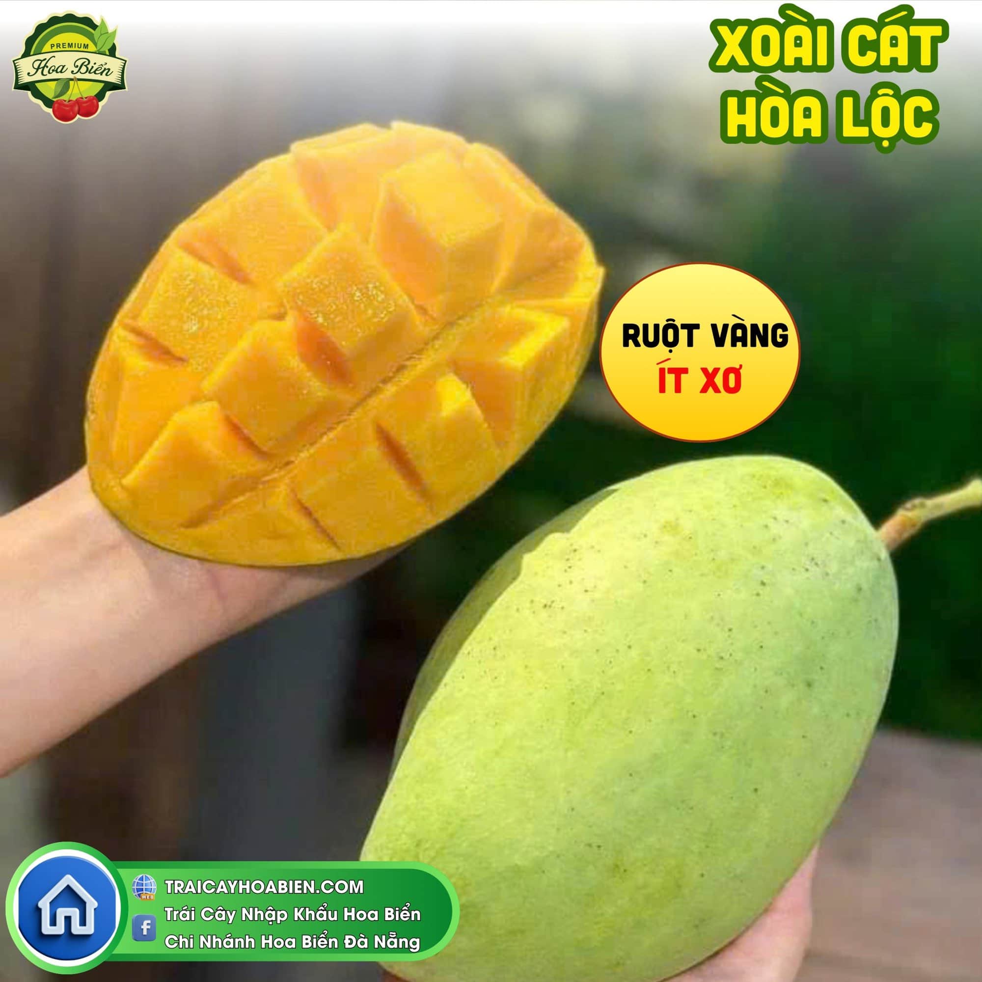 Xoài Cát Hòa Lộc