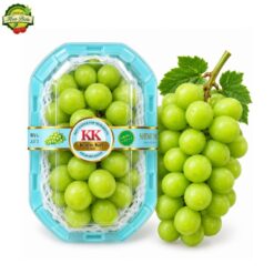 NHO MẪU ĐƠN NĐT HỘP