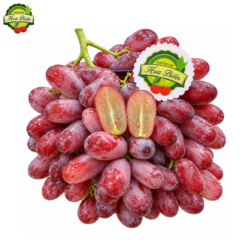 NHO ĐỎ CRIMSON NĐT